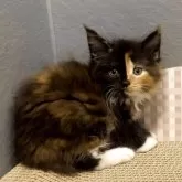 メインクーン【三重県・女の子・2025年6月12日・ブラウンパッチドタビー&ホワイト】の写真4