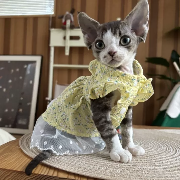 カカシ 様のお迎えした子猫