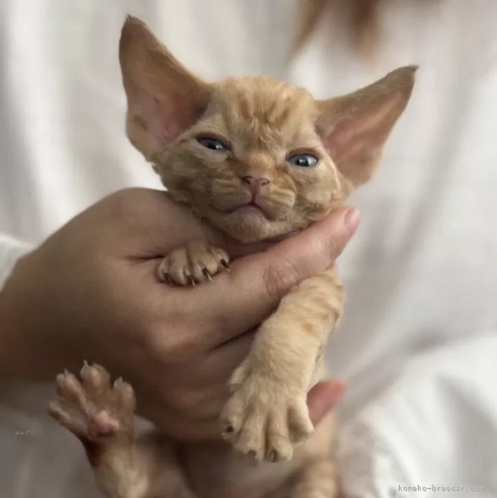 ID：2408-02653の子猫