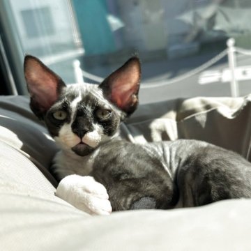 デボンレックス【千葉県・男の子・2025年9月9日・巻き毛】の写真「🖤 水墨画のように美しい黒白ボーイ 🖤」