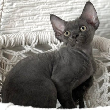 デボンレックス【千葉県・男の子・2025年9月10日・巻き毛】の写真「ブルーの巻き毛が魅力的なデボンレックスの女の子」