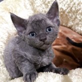 デボンレックス