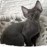 デボンレックス