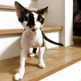 デボンレックス