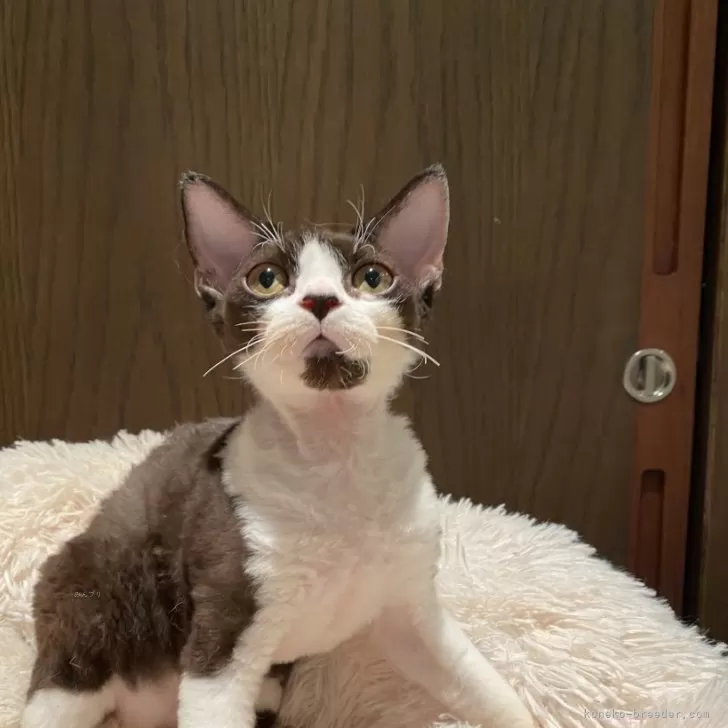 ID：2407-00121の子猫
