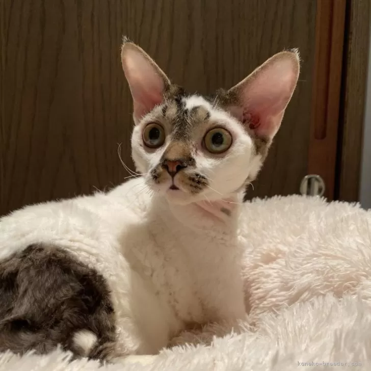 ID：2306-02330の子猫