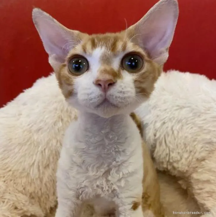 ID：2205-00315の子猫