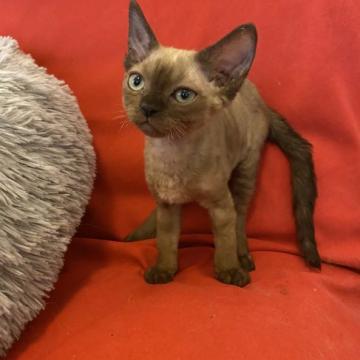 デボンレックス【愛媛県・女の子・2022年3月25日・シールミンク】の写真「クールビューティー・マイペースな女の子💕」