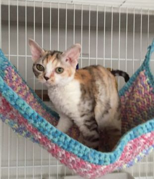 デボンレックス【愛媛県・女の子・2019年5月10日・ブラックシルバーマッカレルタビー&ホワイト】の写真「丸いお顔にぽっちゃりボディー💕」