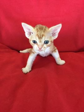 デボンレックス【愛媛県・男の子・2020年1月10日・レッドクラシックタビー&ホワイト】の写真「美男子君です💕」