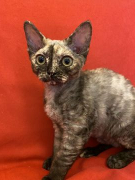 デボンレックス【愛媛県・女の子・2020年2月15日・ブラックシルバークラシックタビー】の写真「可愛い女の子です💕」