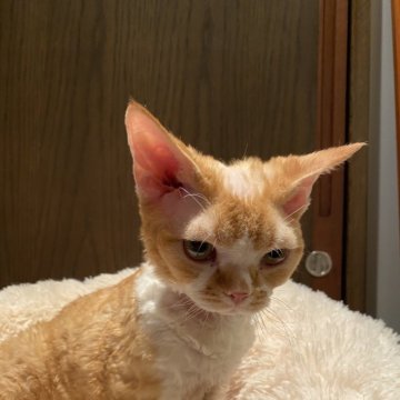 デボンレックス【愛媛県・男の子・2023年3月31日・レッドマッカレルタビー&ホワイト】の写真「マイペースな三男」