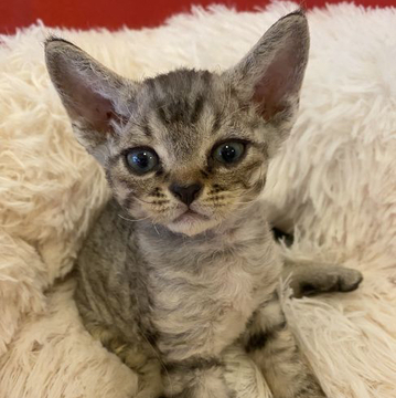 デボンレックス【愛媛県・男の子・2022年8月6日・ブラックシルバーマッカレルタビー（巻き毛）】の写真「可愛い男の子💕」