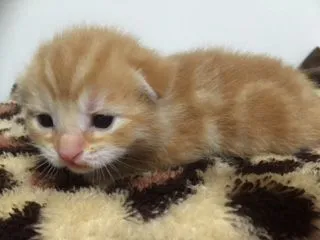 ID:1504-00277の子猫