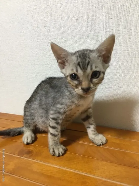 ID：1706-01406の子猫