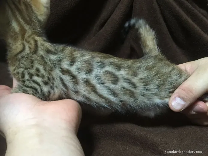 ID：1509-00245の子猫