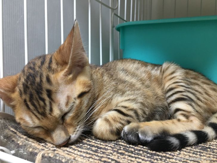 ID:1612-00260の子猫