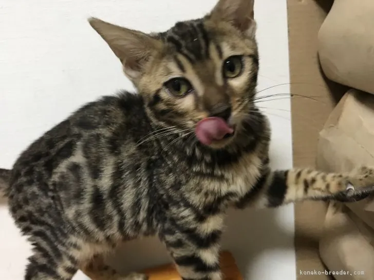 みなきゃっと 様のお迎えした子猫