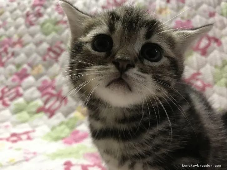 ID：2106-00827の子猫