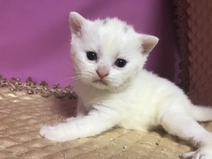 ID：2004-00832の子猫