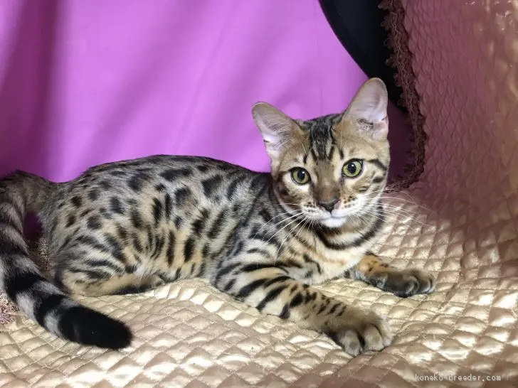 ID：1908-00406の子猫