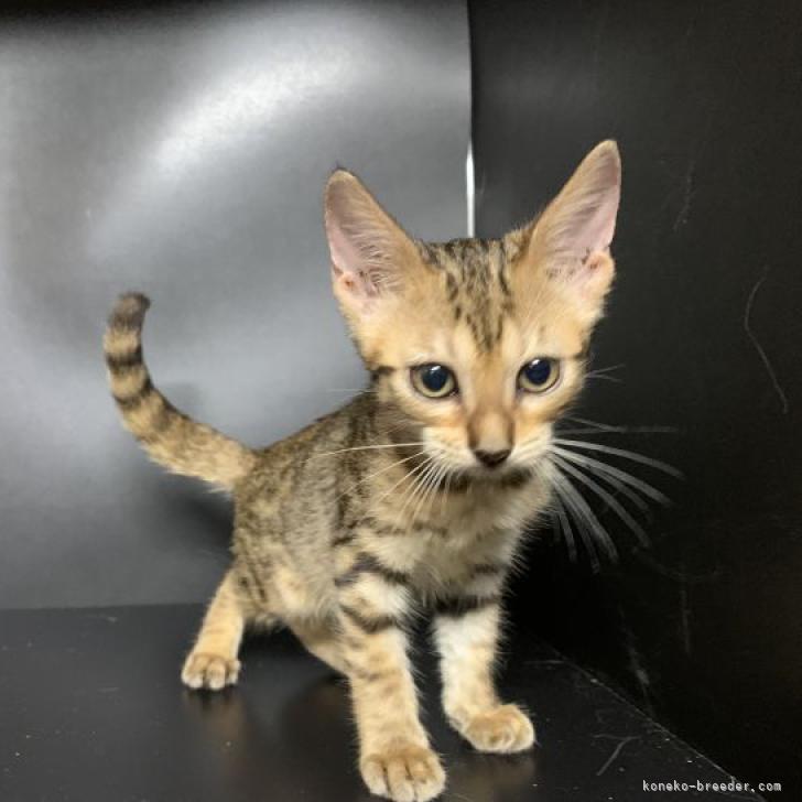 ベンガル 鳥取県 女の子 22年6月7日 ブラウンポテッドタビー 可愛いベンガル みんなの子猫ブリーダー 子猫id 27 ベンガル 鳥取県 女の子 22年6月7日 ブラウンポテッドタビー 可愛いベンガル みんなの子猫ブリーダー 子猫id 27
