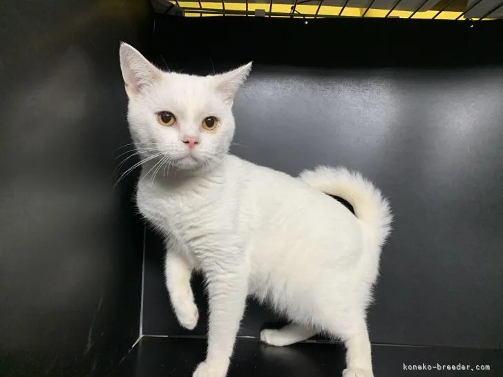 ID:2106-01937の子猫