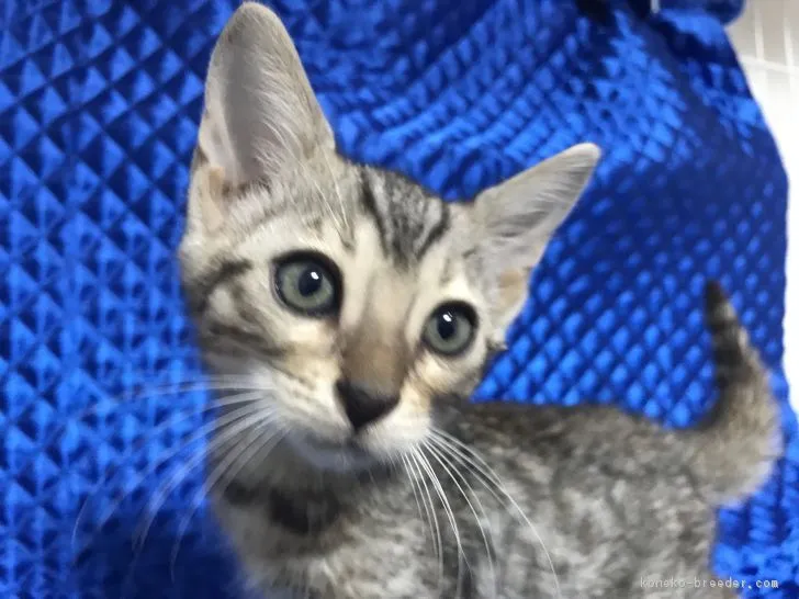 ID：1901-01146の子猫