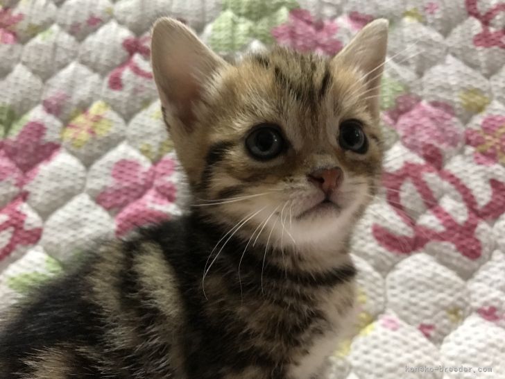 チコ 様のお迎えした子猫