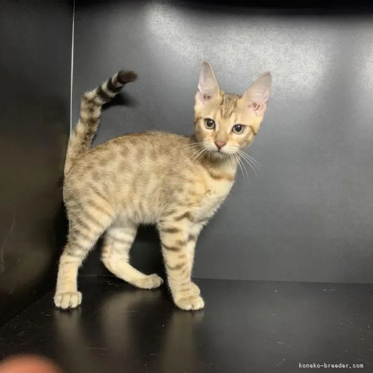 ID：2211-00424の子猫