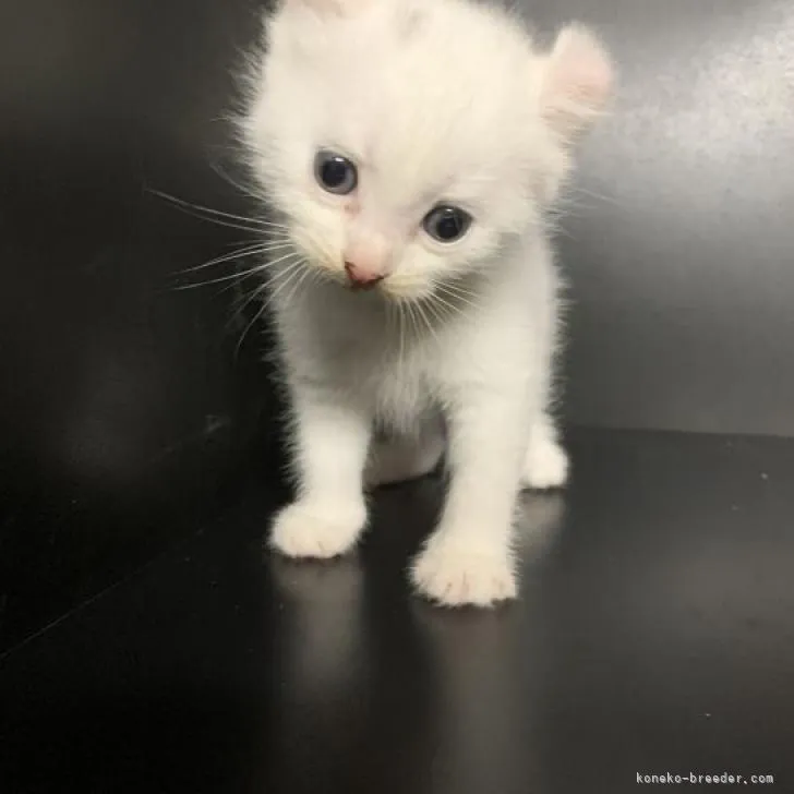 ID：2206-03308の子猫