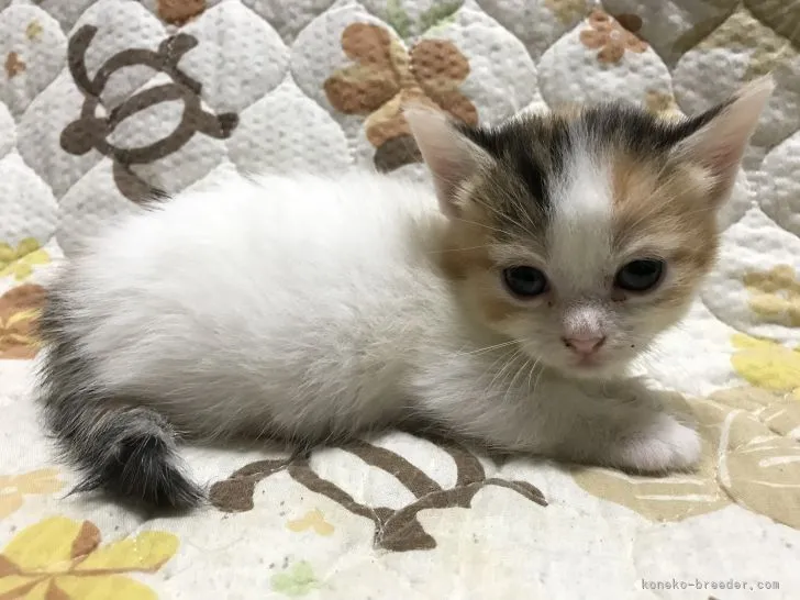 ID：2108-01003の子猫