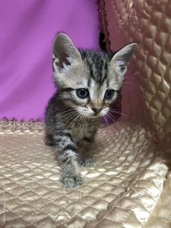ID:2010-01733の子猫