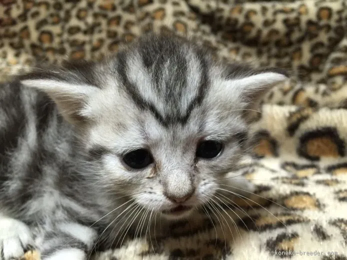 ここちゃん 様のお迎えした子猫