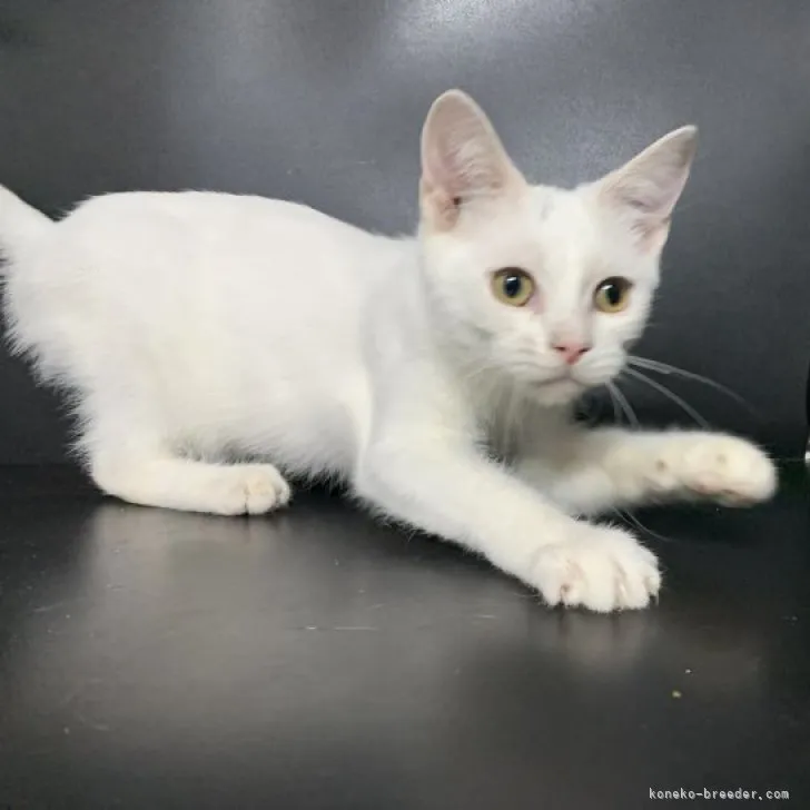 ID:2307-01346の子猫