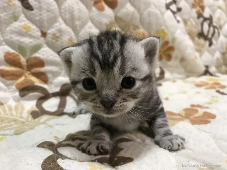ID：2109-01411の子猫