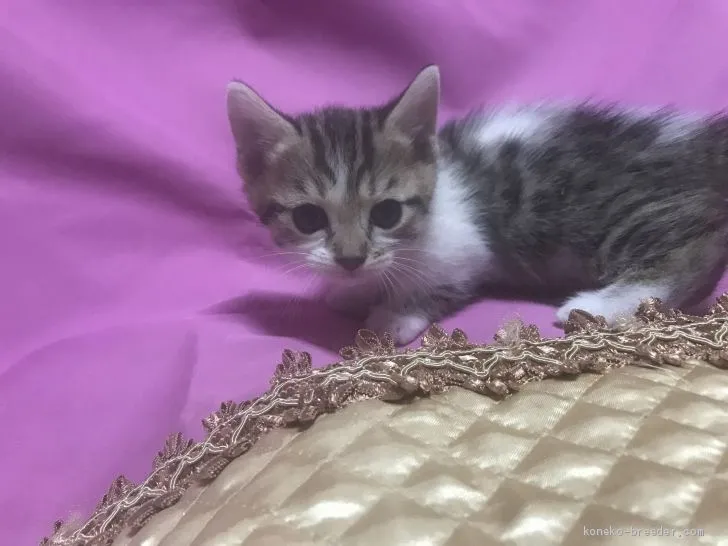 ZETZ 様のお迎えした子猫