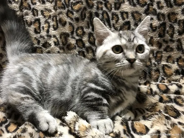 D.M 様のお迎えした子猫