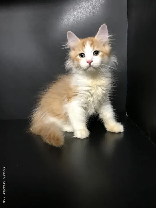 ID:2112-02107の子猫