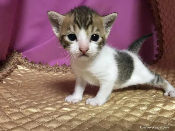 ID:2007-02096の子猫