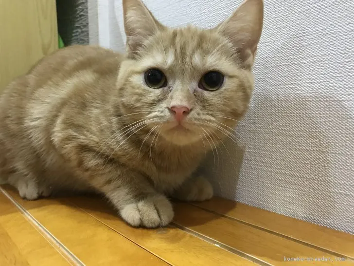 レンコ 様のお迎えした子猫