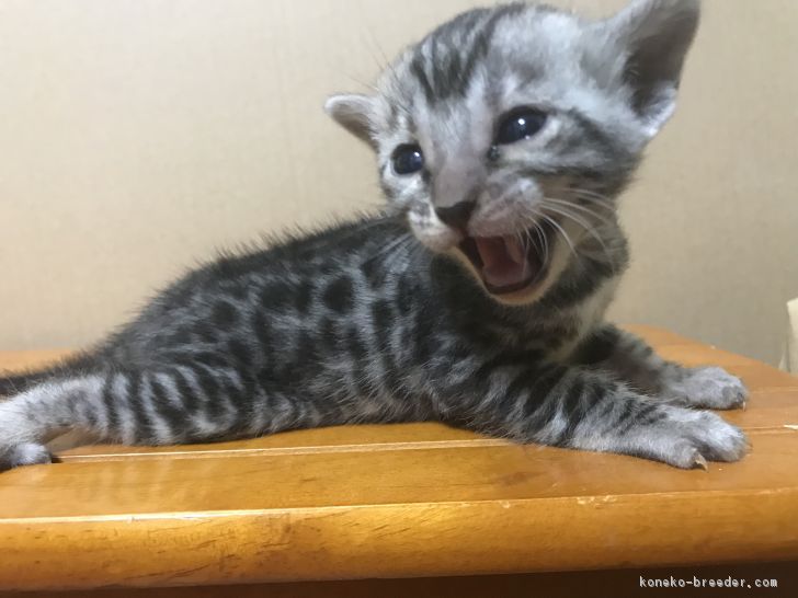 なおみそ 様のお迎えした子猫