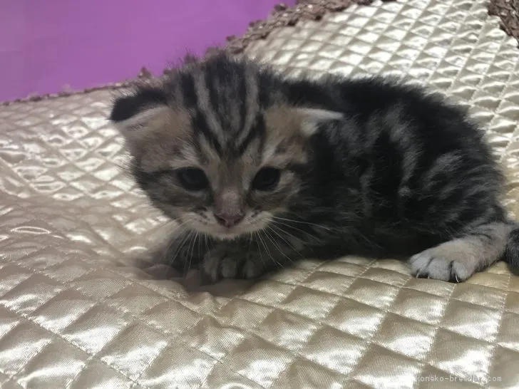 ゴッドハンド 様のお迎えした子猫