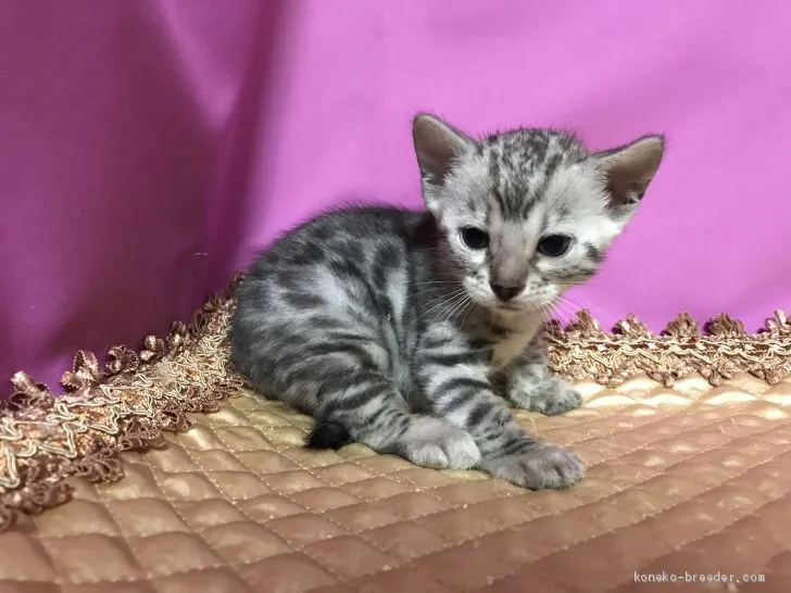 ID：1908-00705の子猫