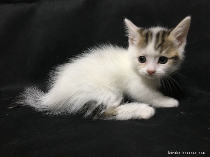 ID:1612-00286の子猫