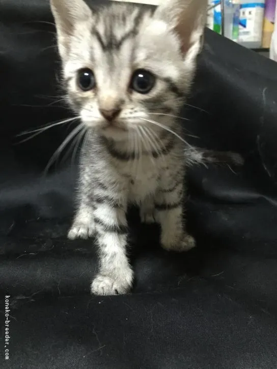 土井桂一 様のお迎えした子猫