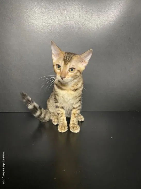 ID：2203-01489の子猫