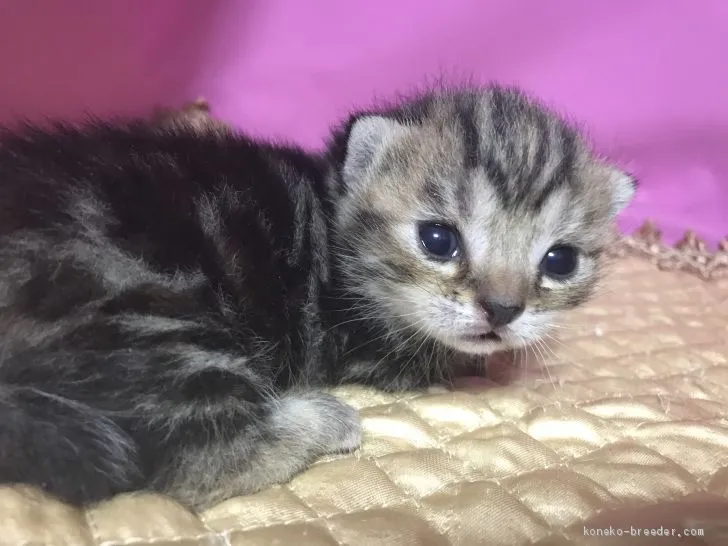 ID：2004-00020の子猫