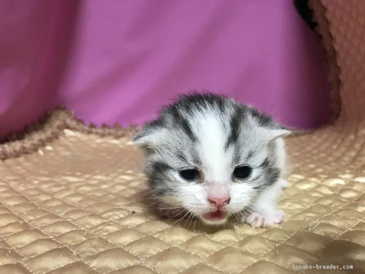 ID：2010-01735の子猫