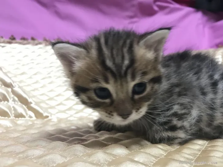 とも。 様のお迎えした子猫